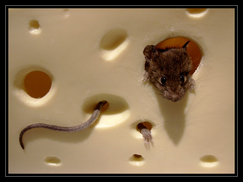 Maus Im Kase Foto Bild Tiere Tier Und Mensch Natur Bilder Auf Fotocommunity