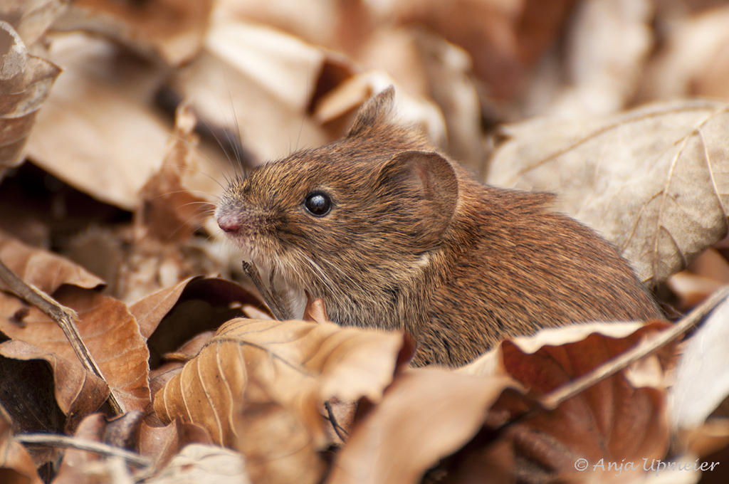 Maus im Laub