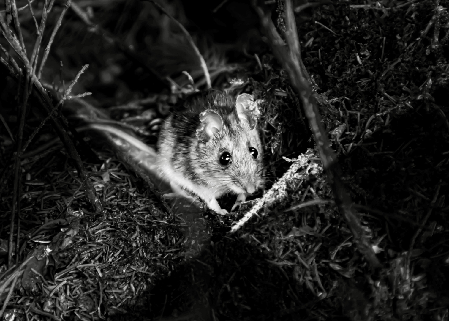 Maus im Licht am waldboden