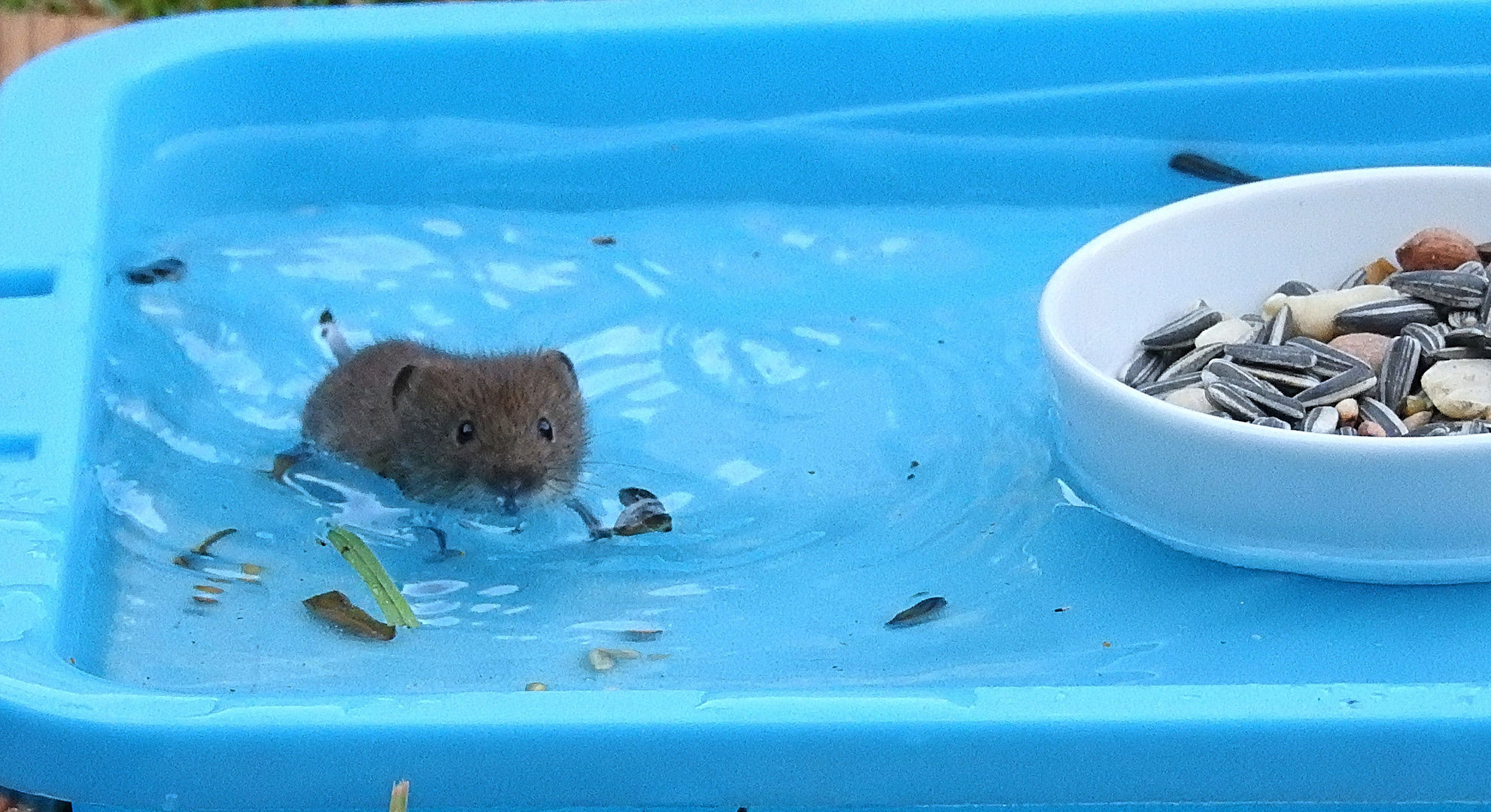 Maus im Mäusepool