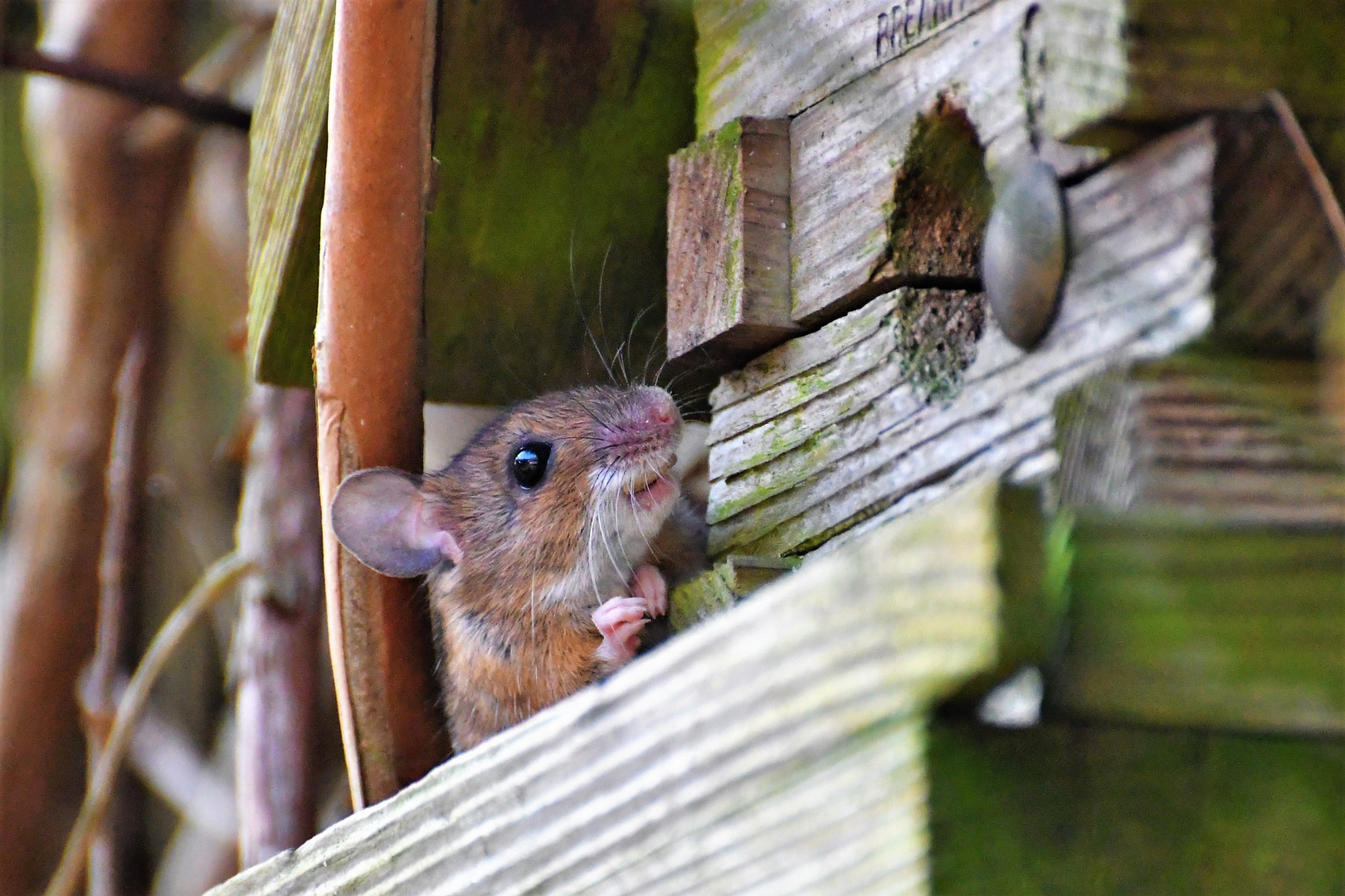 Maus im Nistkasten