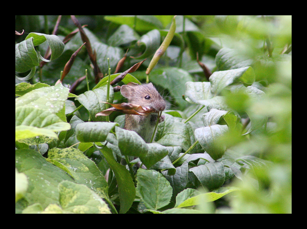 Maus im Oma's Garten