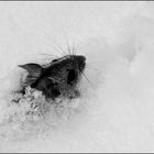 Maus im Schnee