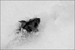 Maus im Schnee