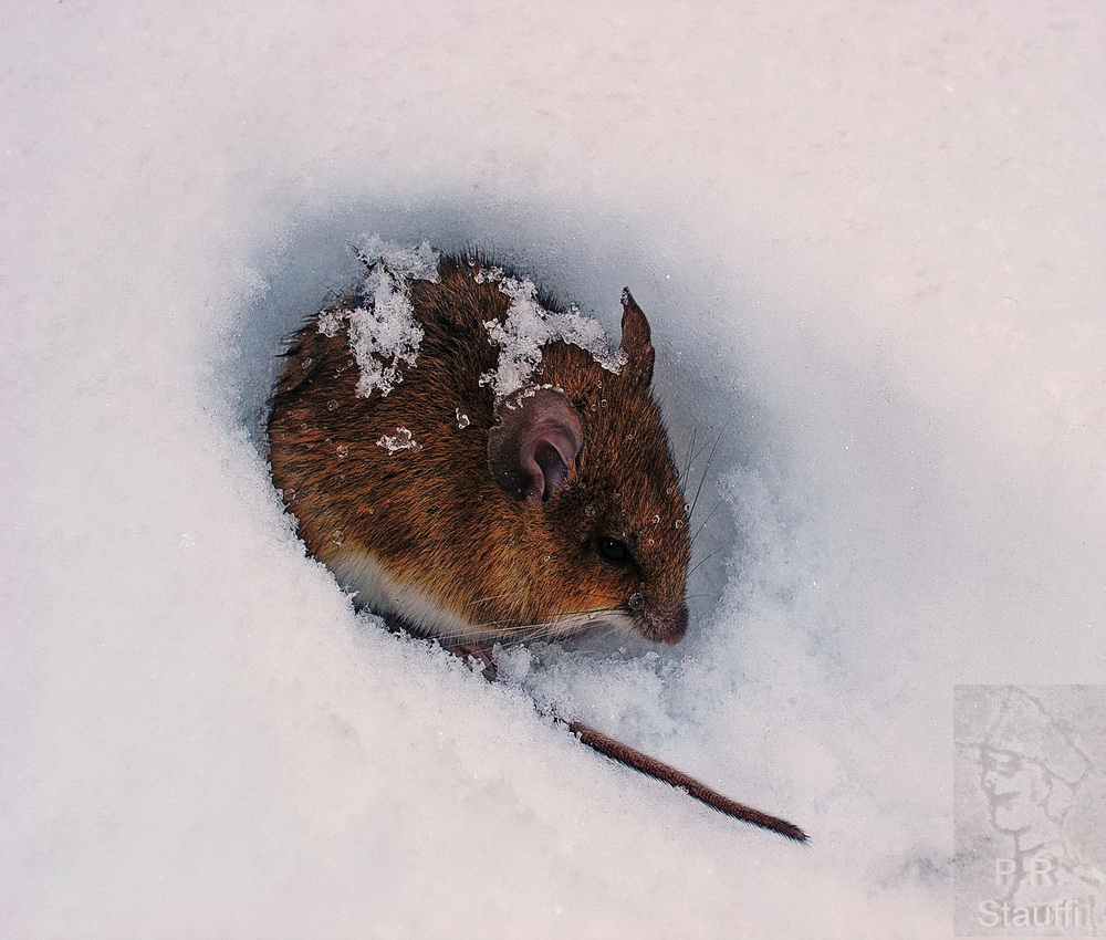 Maus im Schnee