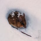 Maus im Schnee