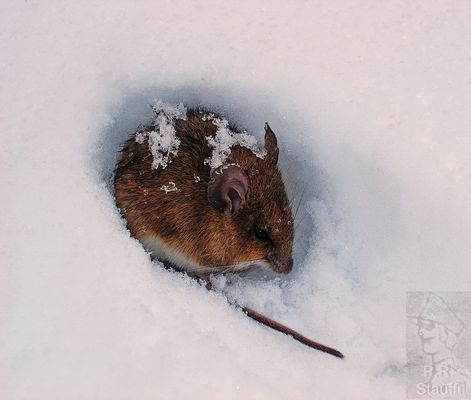 Maus Im Schnee Foto Bild Natur Bilder Auf Fotocommunity
