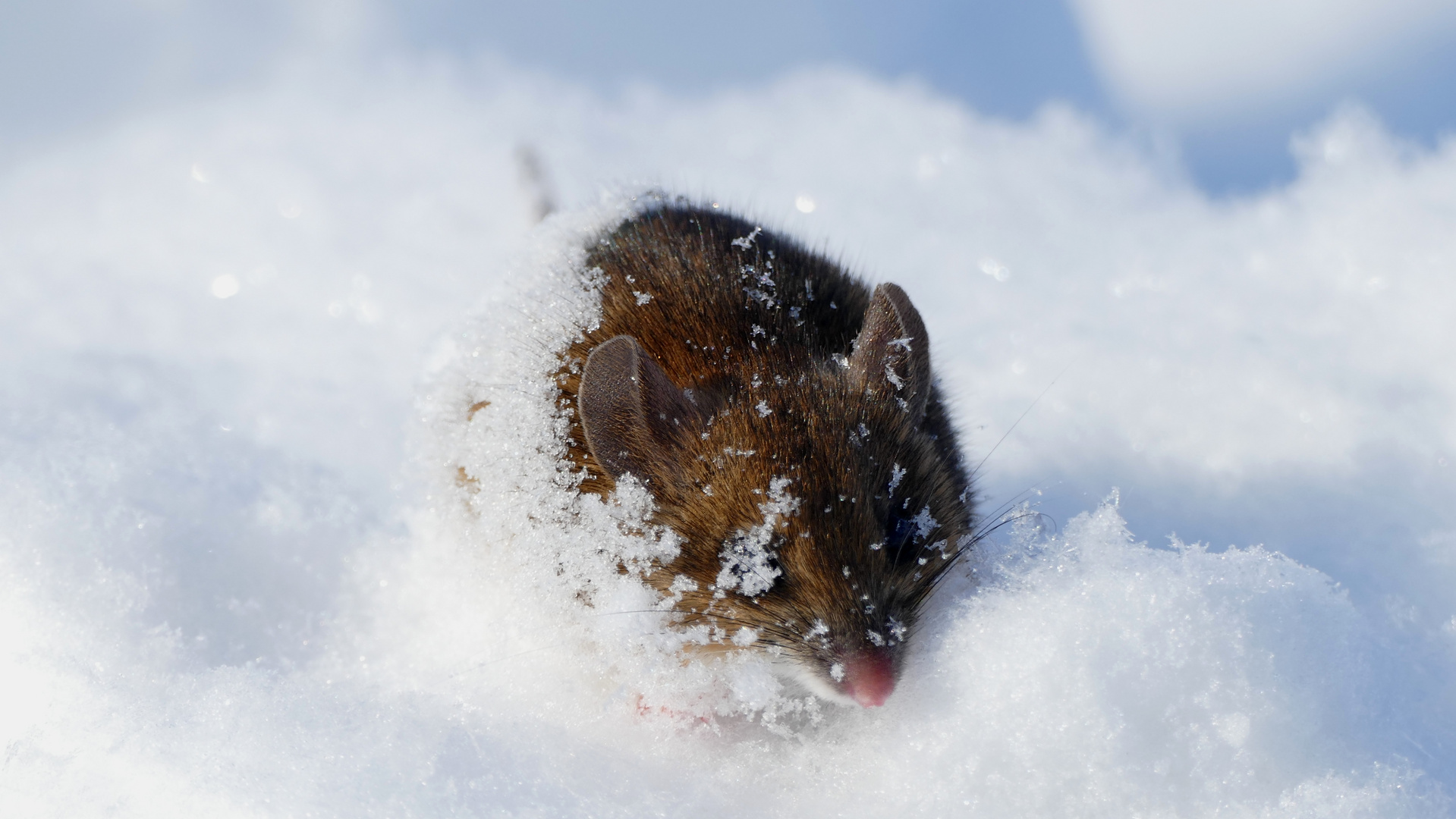 Maus im Schnee