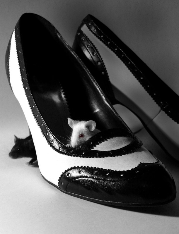 Maus im Schuh