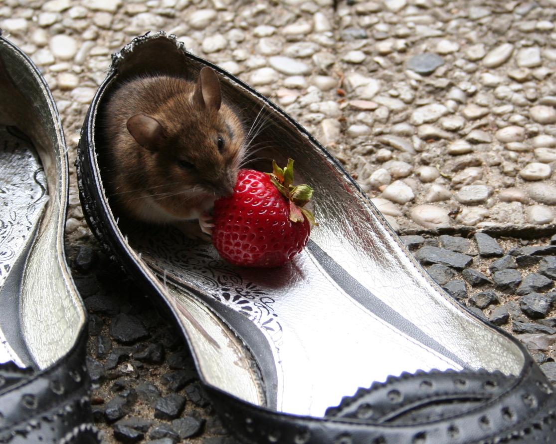 Maus im Schuh