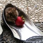 Maus im Schuh