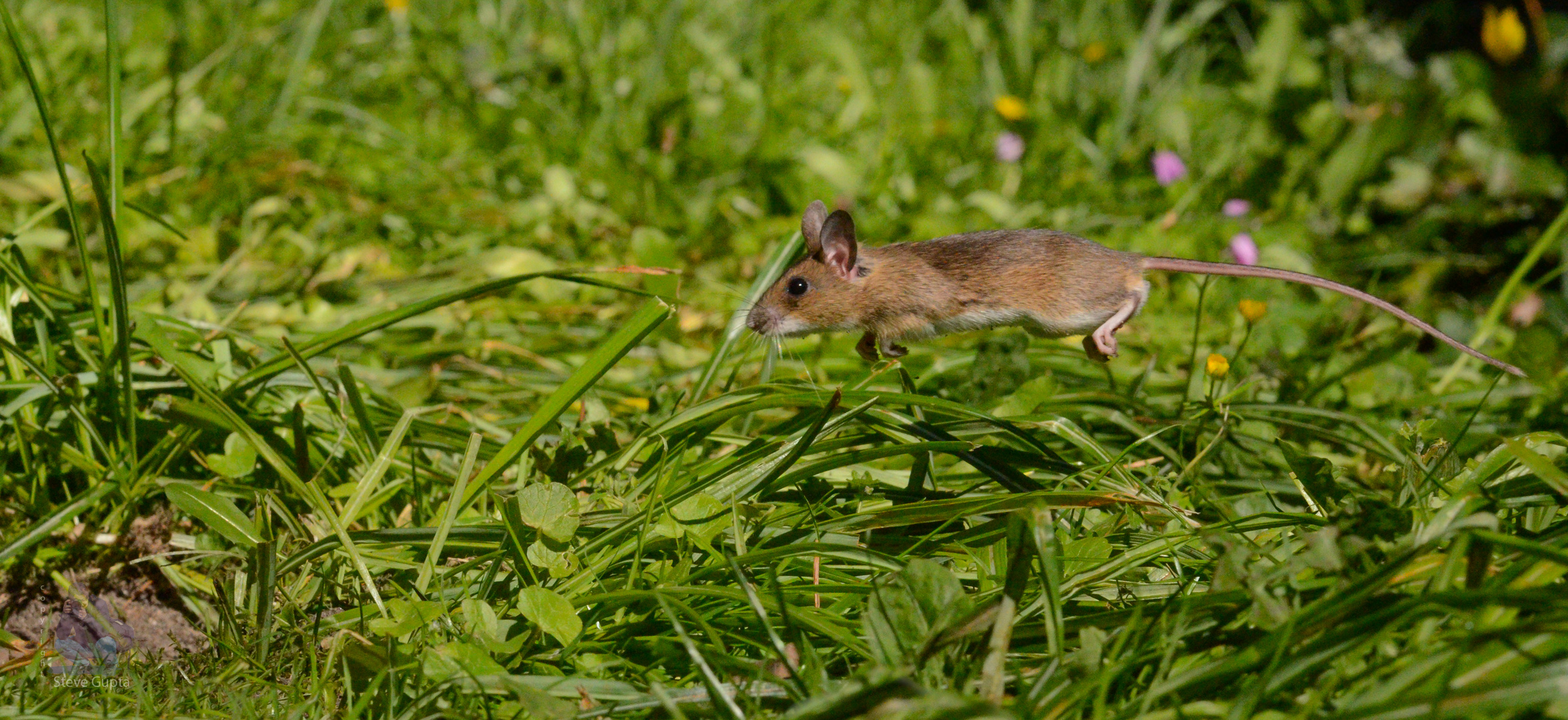 Maus im Sprung