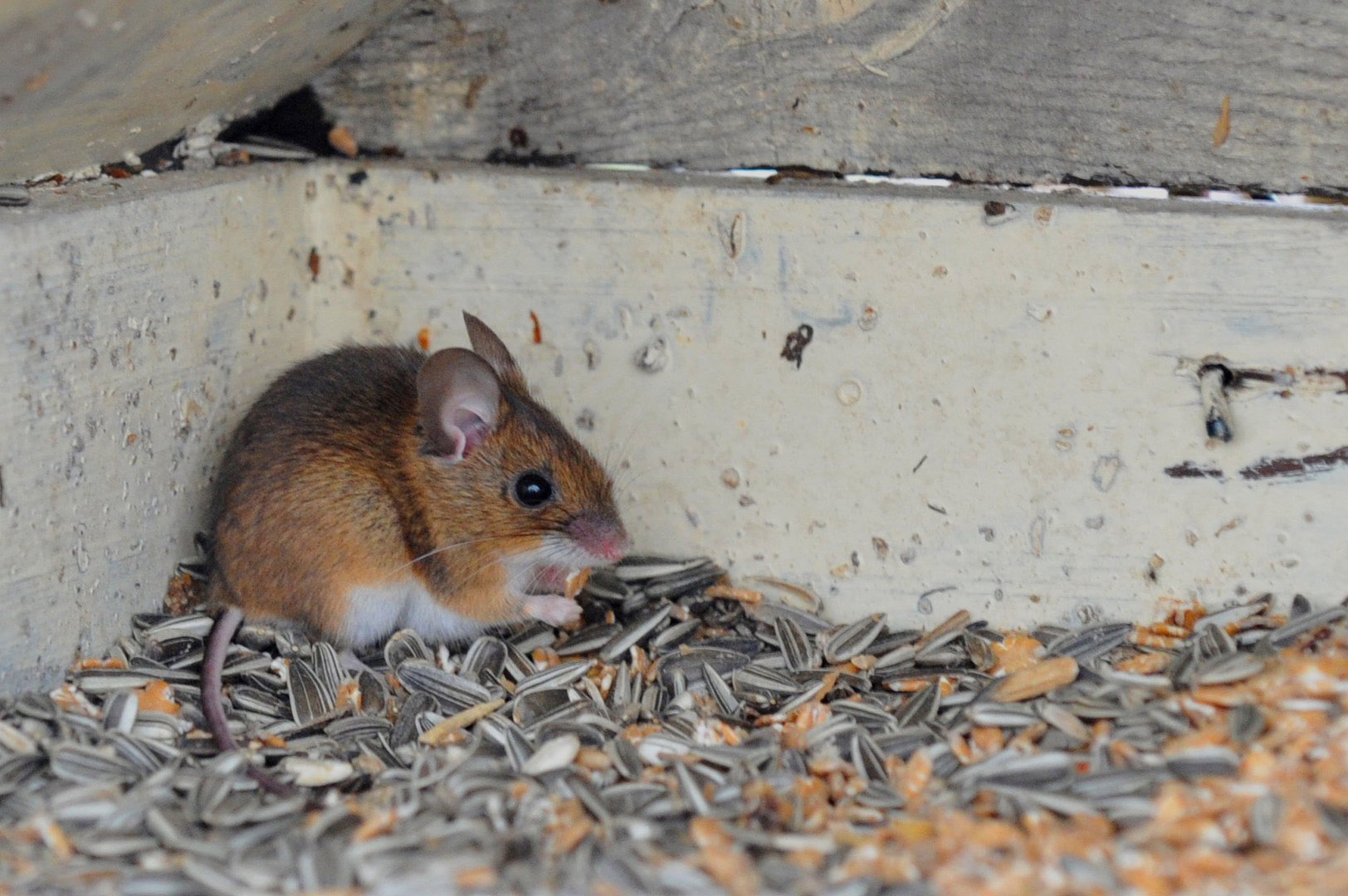 Maus im Vogelfutterhaus