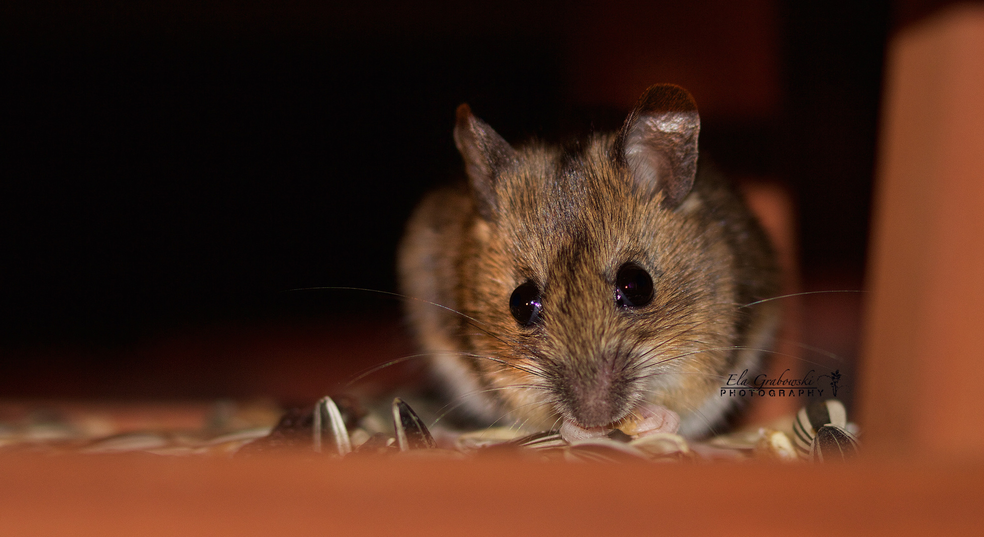 Maus im Vogelhaus