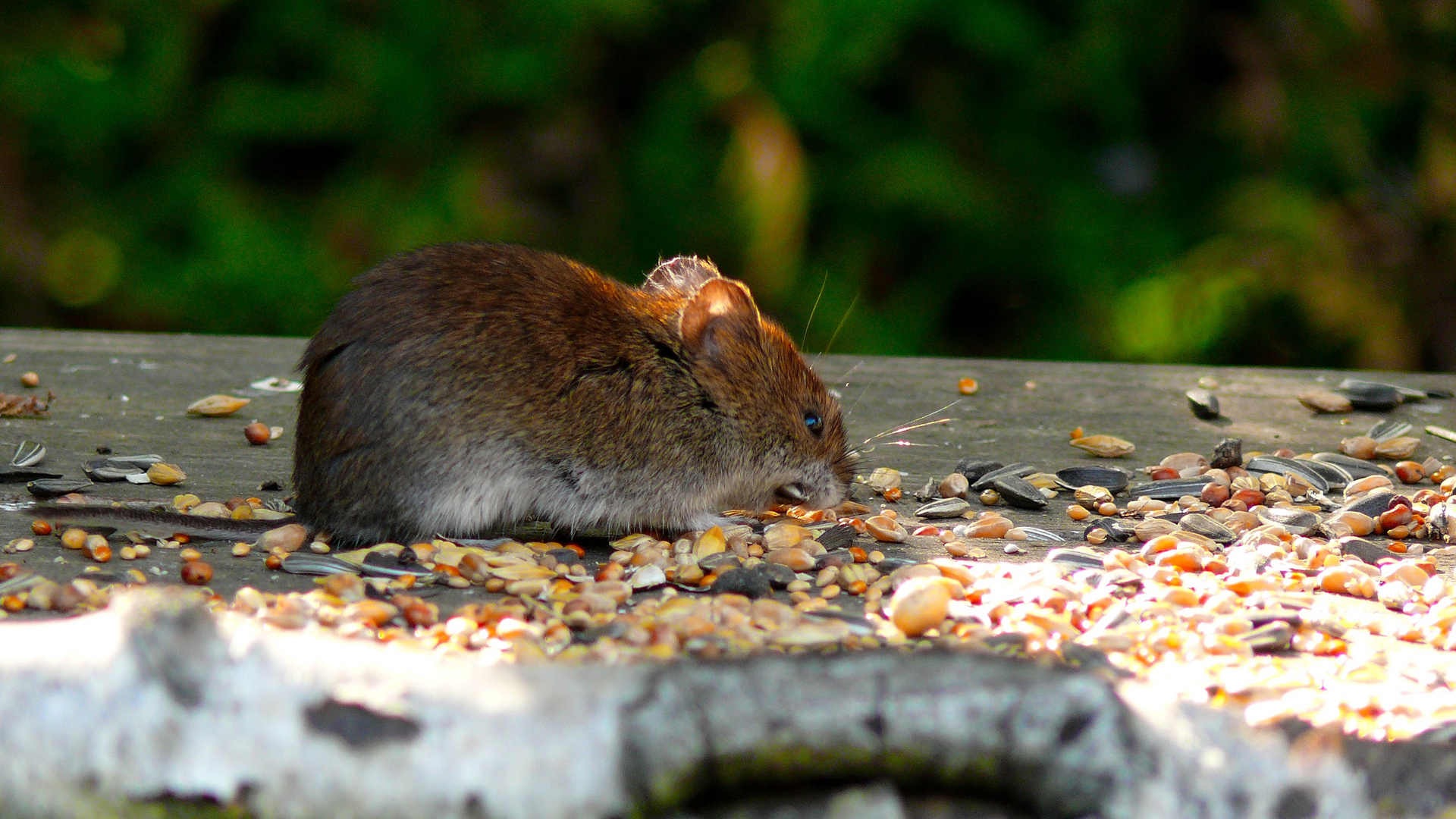 Maus im Vogelhaus