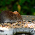 Maus im Vogelhaus