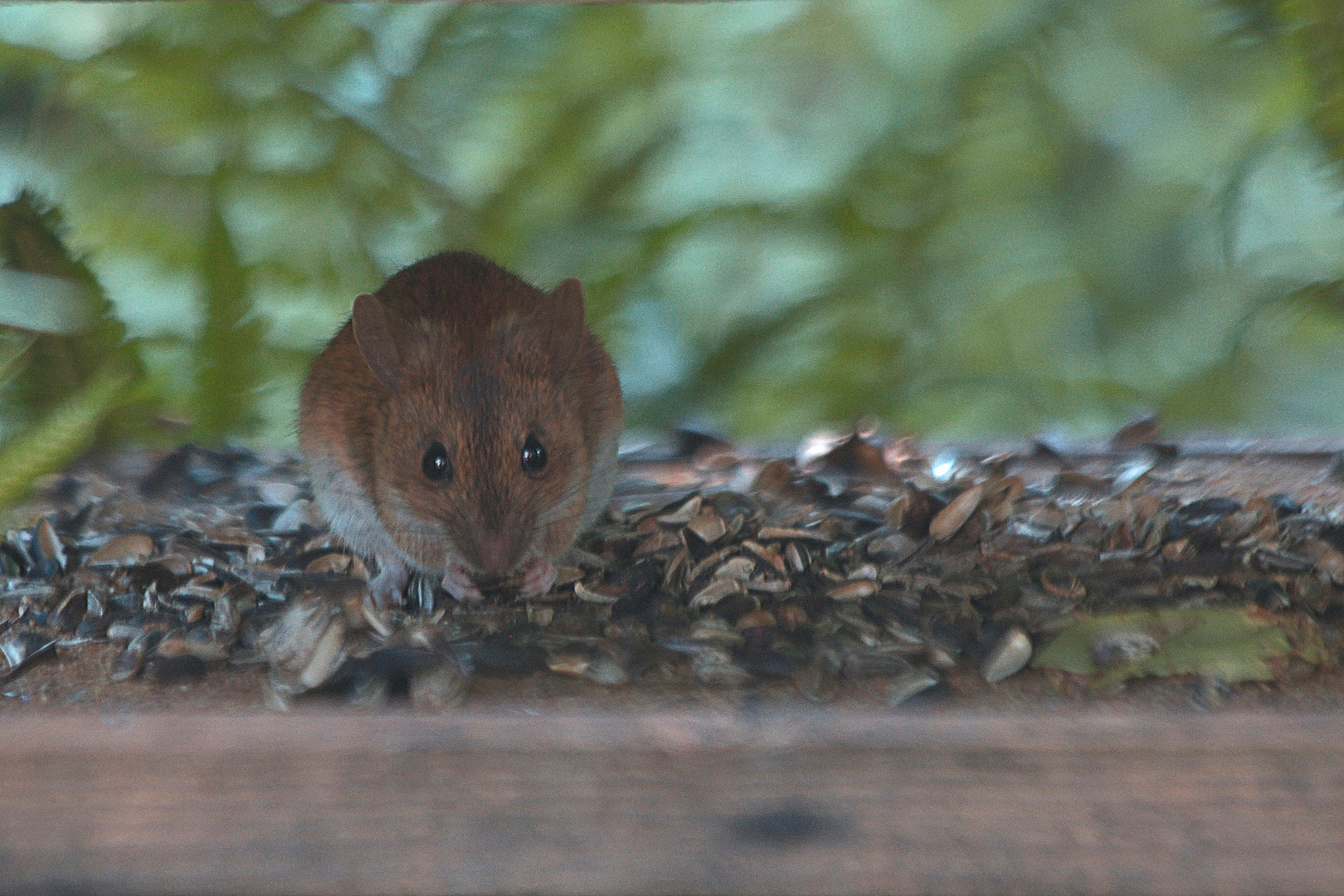 Maus im Vogelhaus