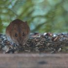 Maus im Vogelhaus