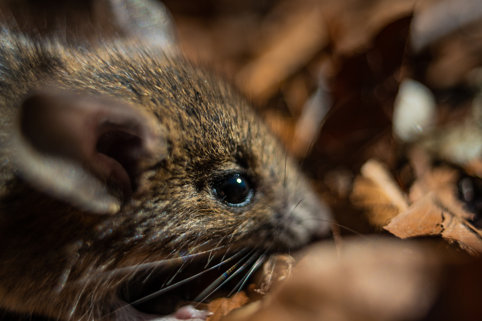 Maus im Wald