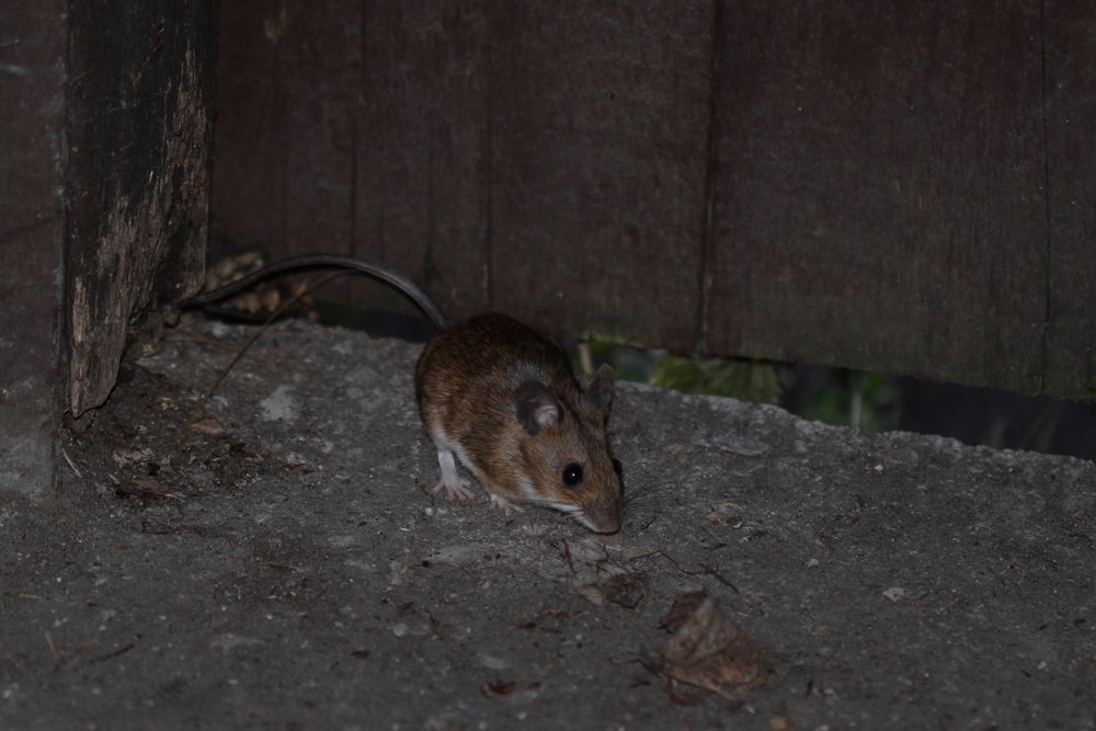 Maus im Wald