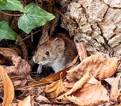 Maus im Wald