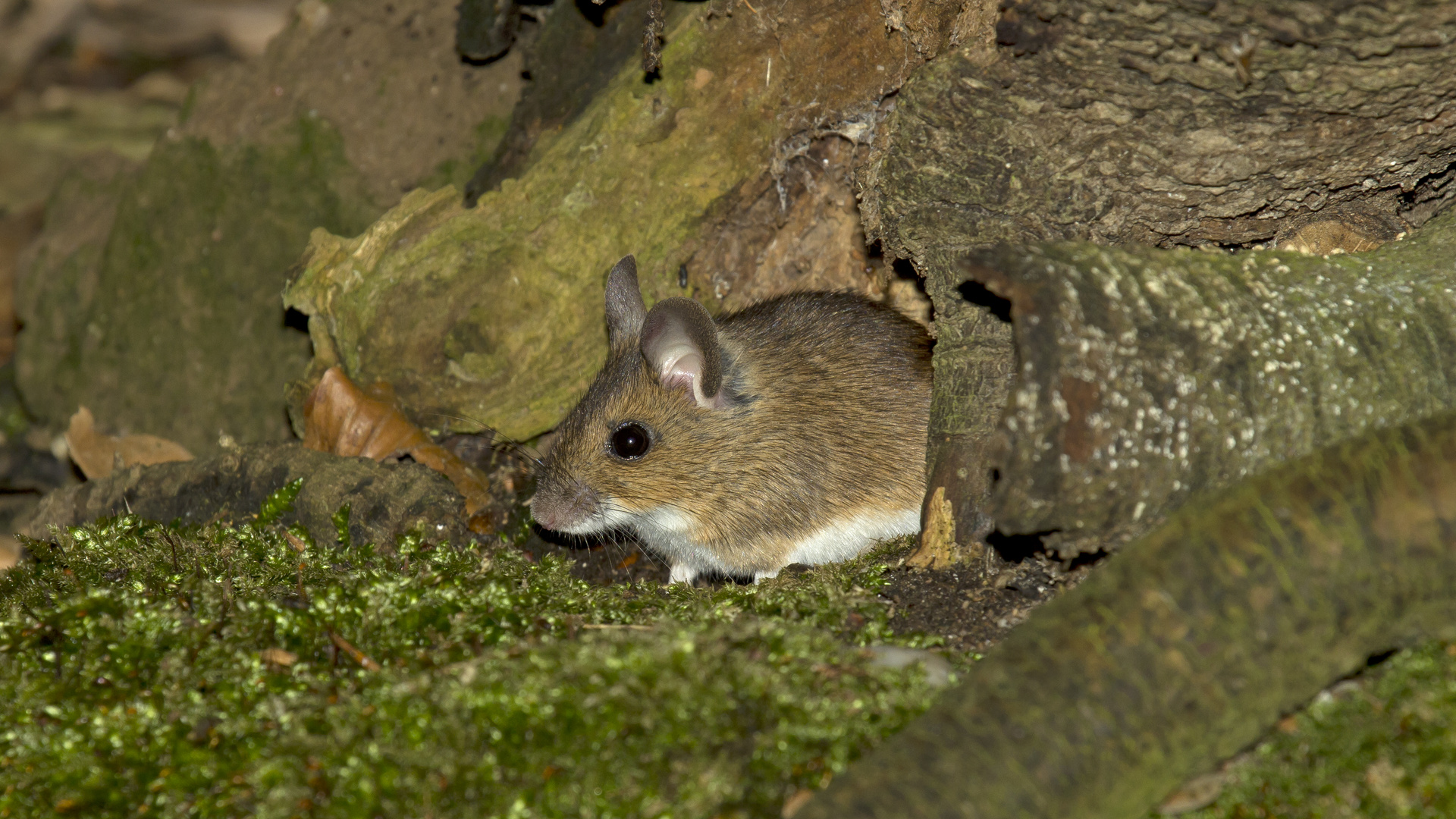 Maus im Wald