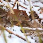 Maus im Winter