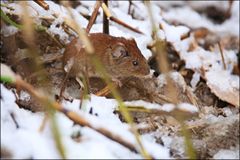 Maus im Winter