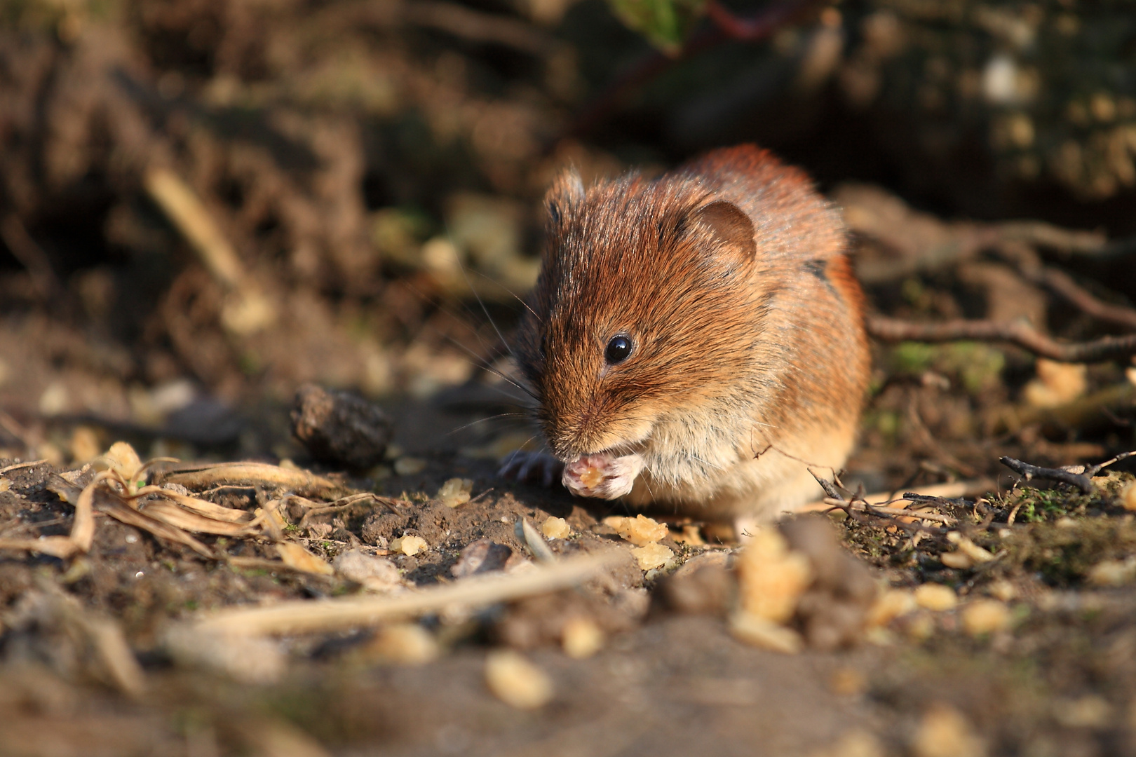 Maus im Wuppertaler Zoo