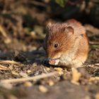 Maus im Wuppertaler Zoo