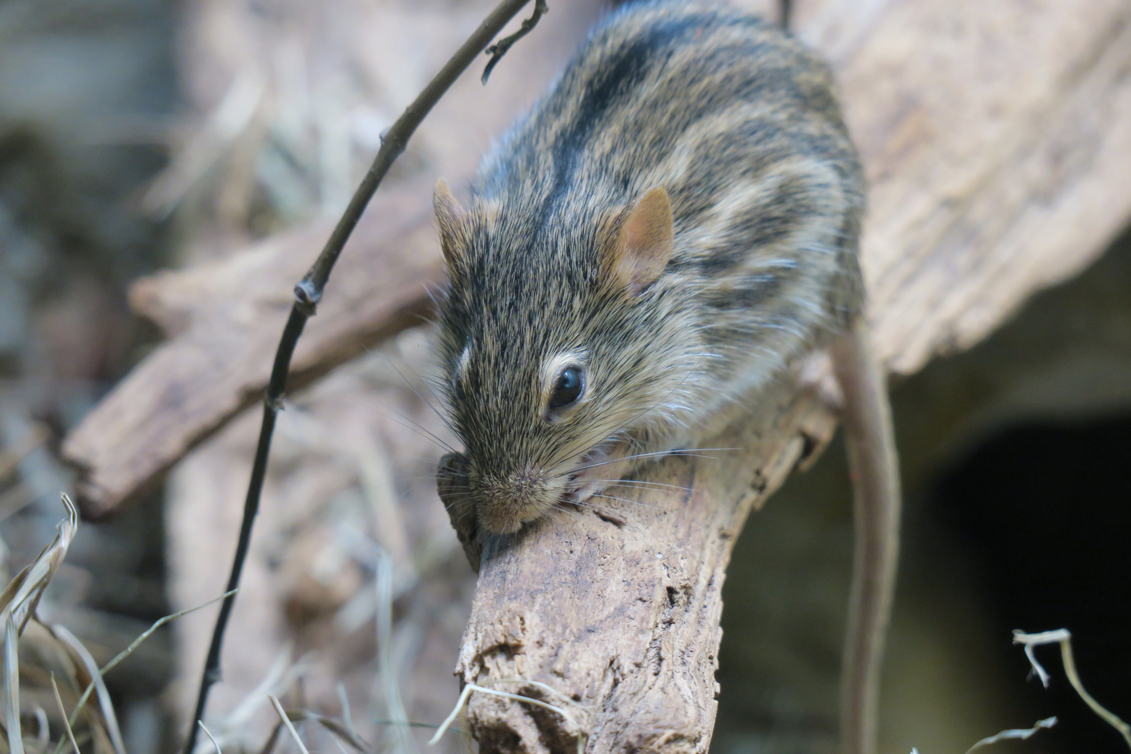 Maus im Zoo