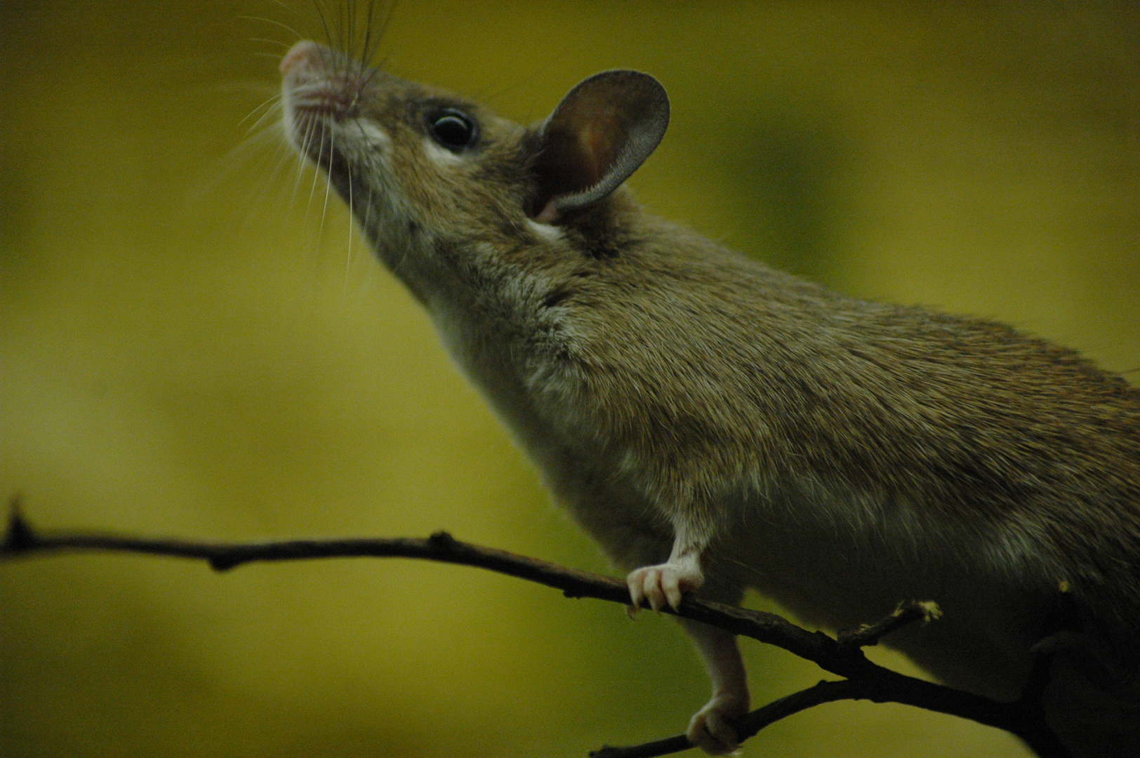 Maus im Zoo