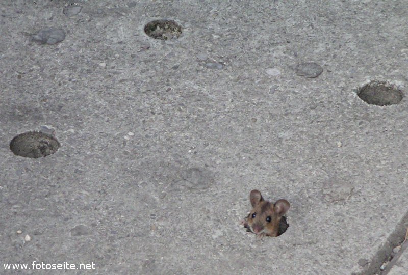 Maus in der Münchner Innenstadt