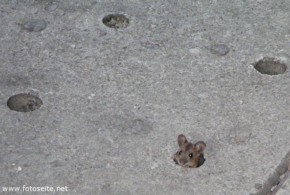 Maus in der Münchner Innenstadt