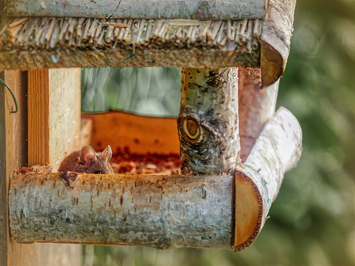 Maus in meinem Vogelhaus