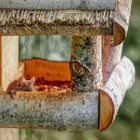 Maus in meinem Vogelhaus