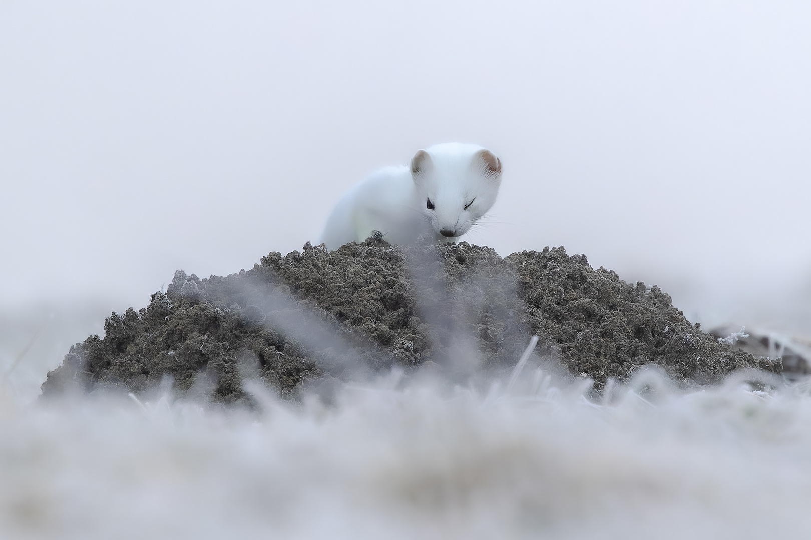 Maus komm raus!