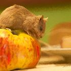 Maus mit Apfel als Gemälde