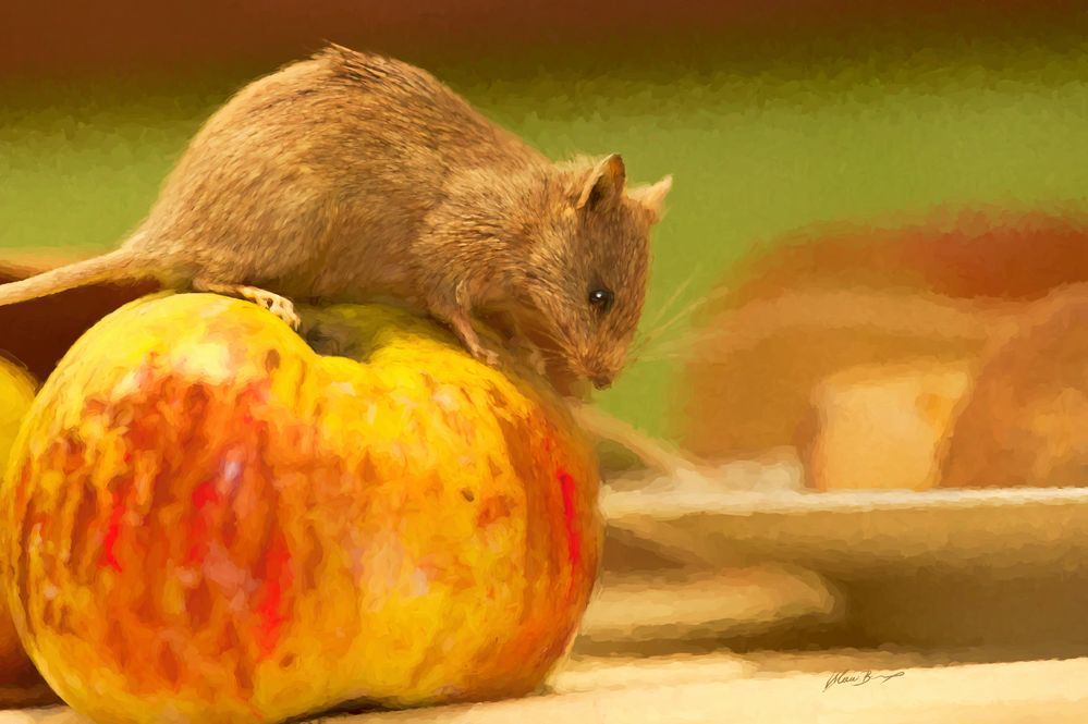 Maus mit Apfel als Gemälde
