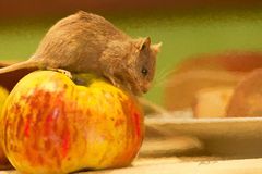 Maus mit Apfel als Gemälde