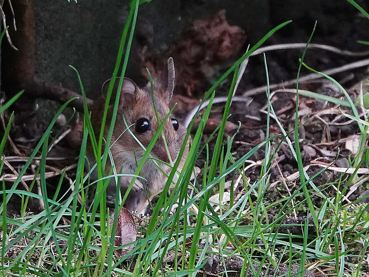 Maus mit Durchblick