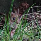 Maus mit Durchblick