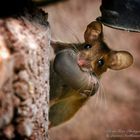 Maus mit Jungtier im Maul