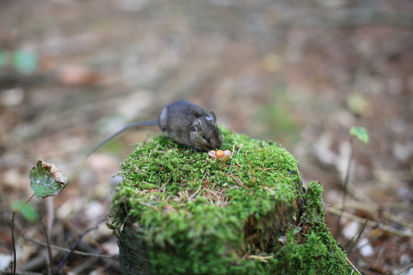 Maus mit Pilz 