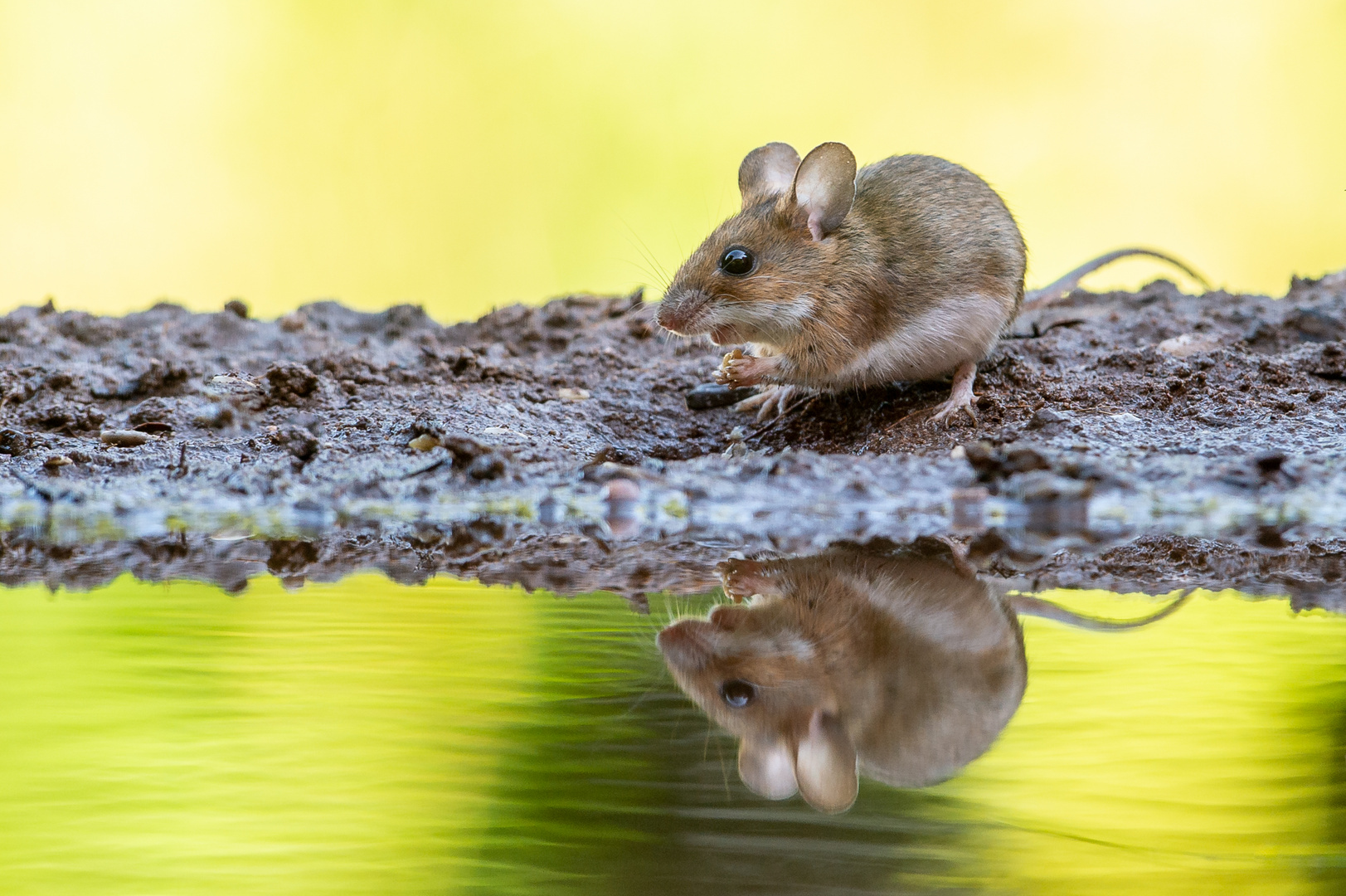 Maus mit Spiegelung