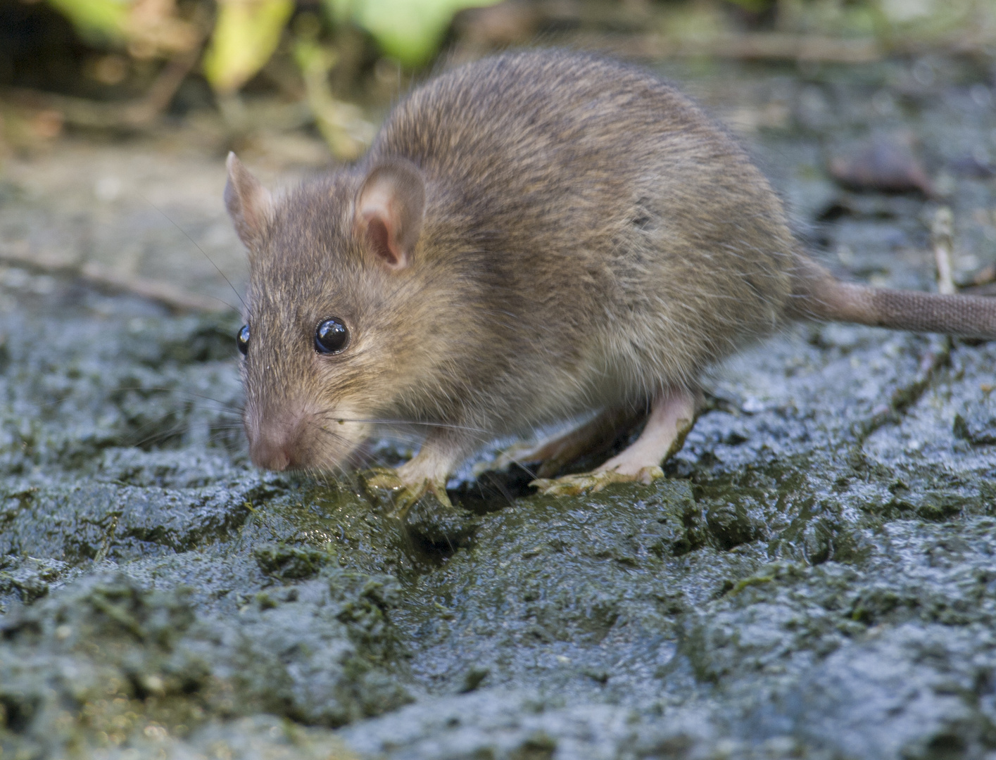 Ratte Oder Maus Ratte Oder Maus 2019 12 03
