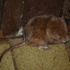Maus oder Ratte