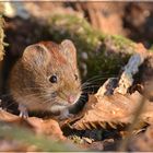 Maus schaut aus Baum heraus