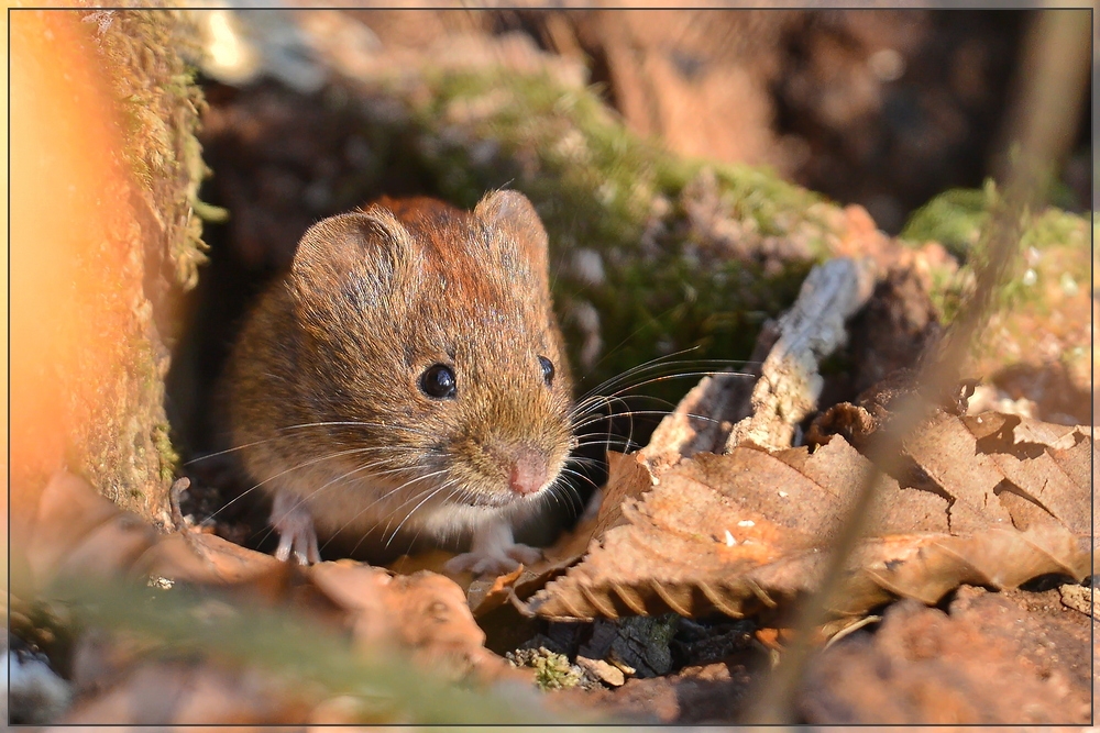 Maus schaut aus Baum heraus