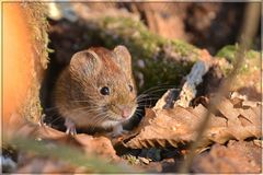 Maus schaut aus Baum heraus